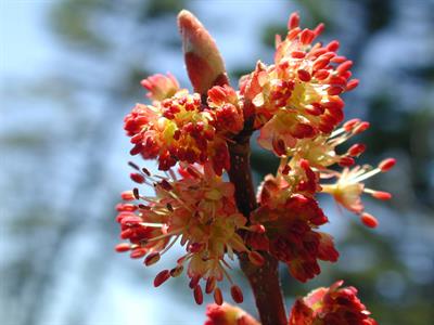 افرای قرمز،  Scarlet maple، درختی است با تاج متراکم و بیضوی شکل و شاخه های راست و قامت افراشته. پوست تنه خاکستری تیره و پوسته پوسته است.